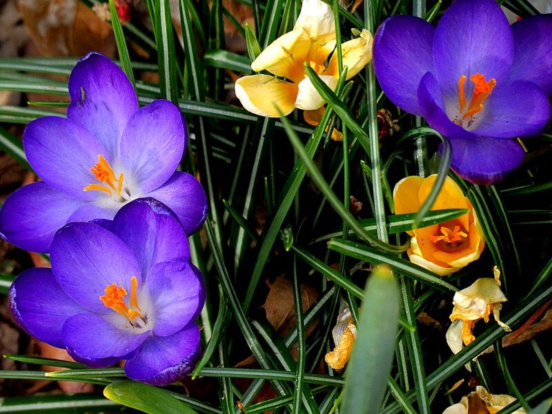 Purple and Yellow Crocuses — Calm, Spring