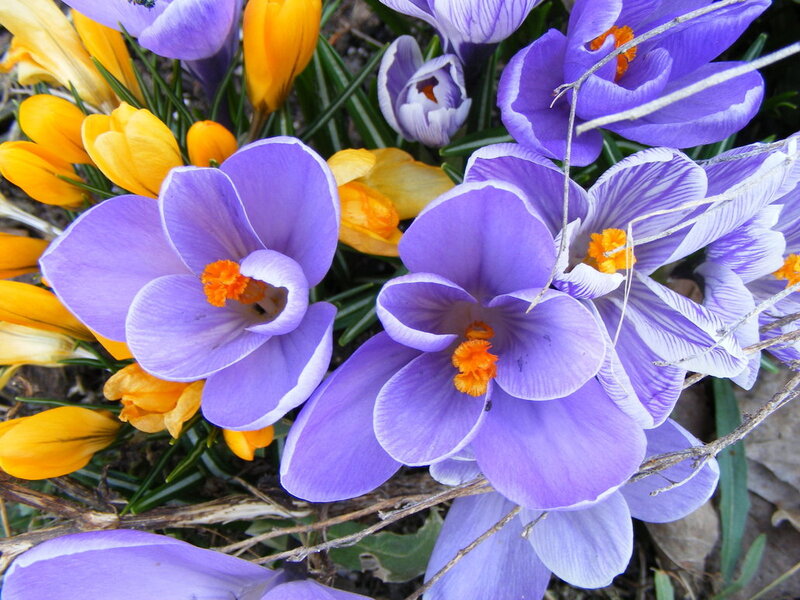 Purple and Yellow Crocuses — Calm