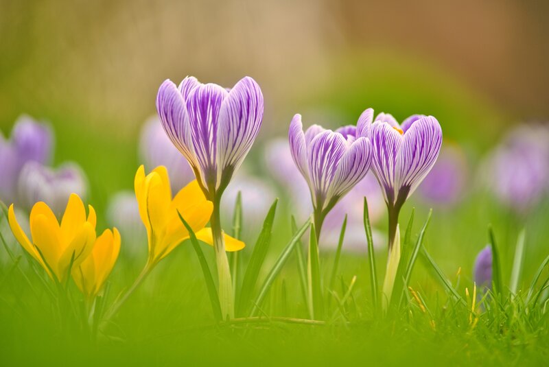 Purple and Yellow Crocuses — Green
