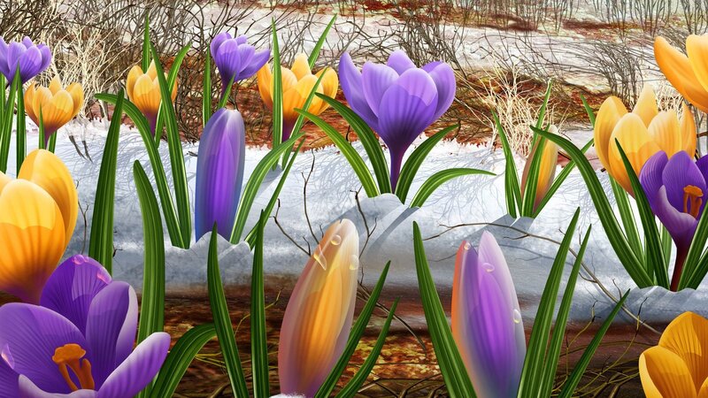 Purple and Yellow Crocuses — Hopeful, Spring, Digital Art