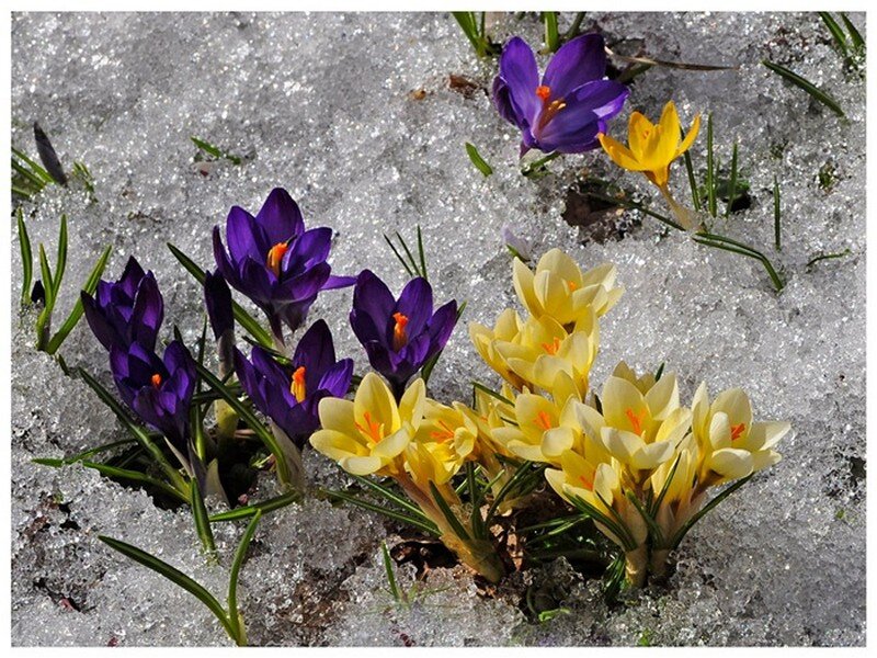 Purple and Yellow Crocuses — Hopeful, Spring
