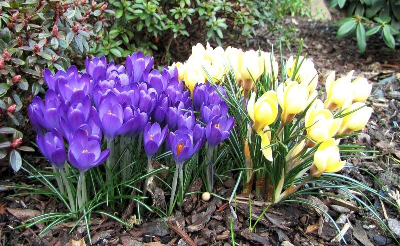 Purple and yellow crocuses in bloom