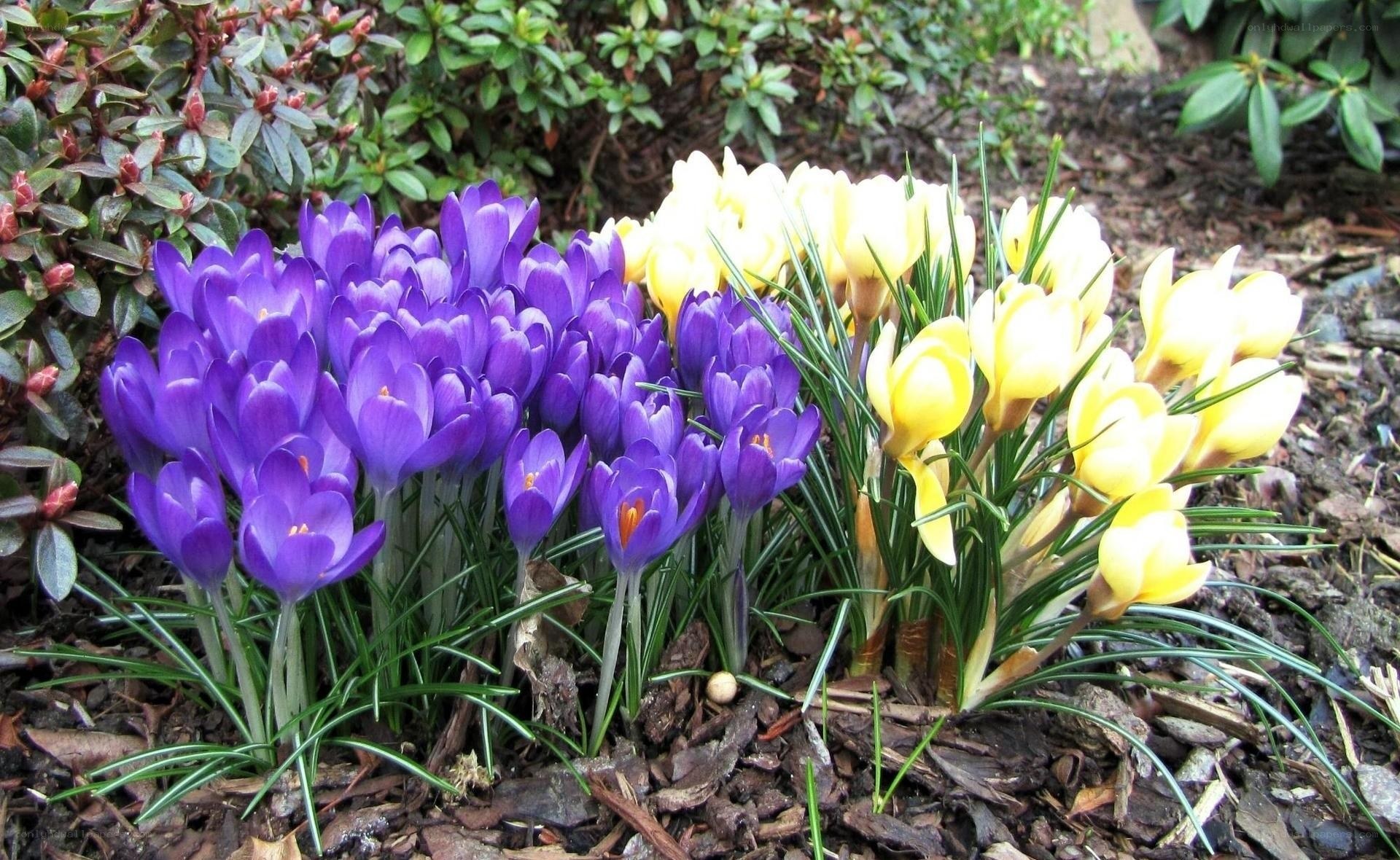 Purple and yellow crocuses in bloom