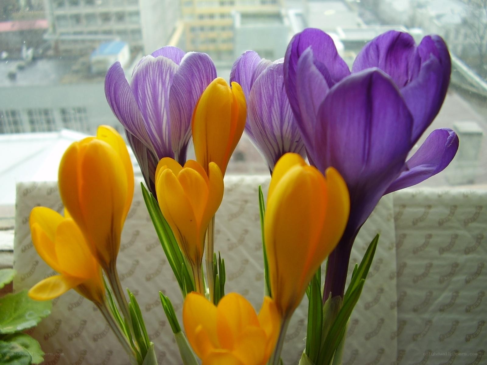 Purple and yellow crocuses in bloom