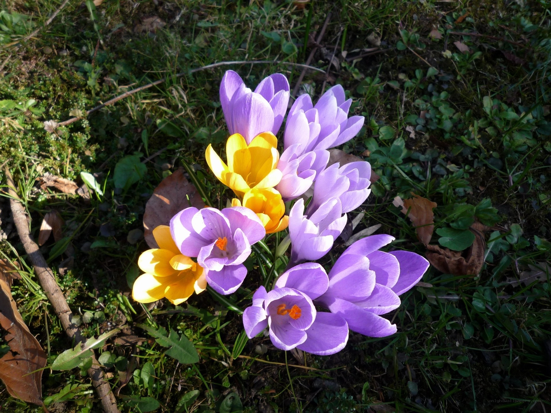 Purple and yellow crocuses in spring