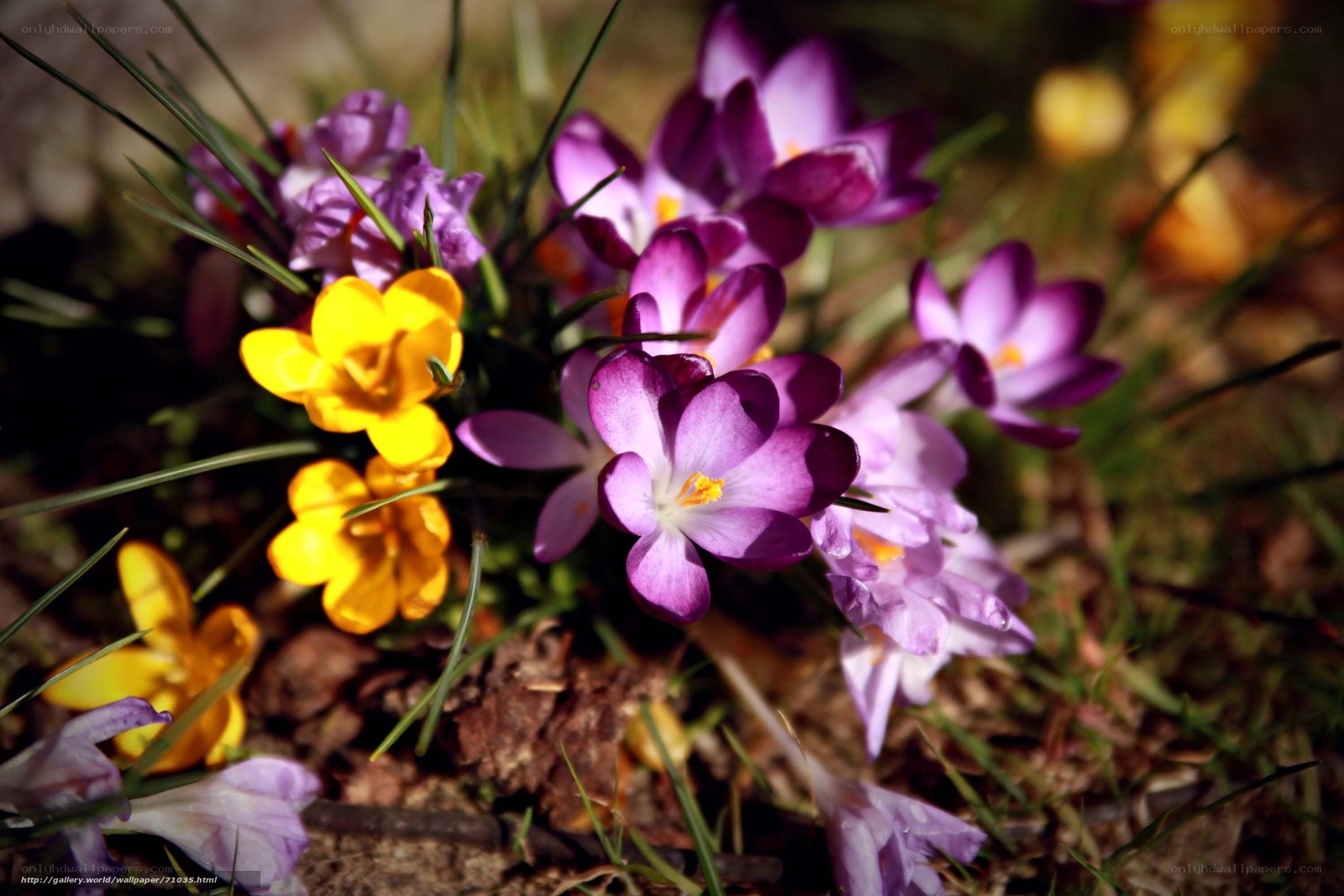 Purple and yellow crocuses in spring