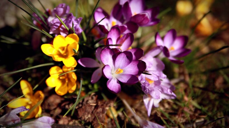 Purple and Yellow Crocuses — Natural