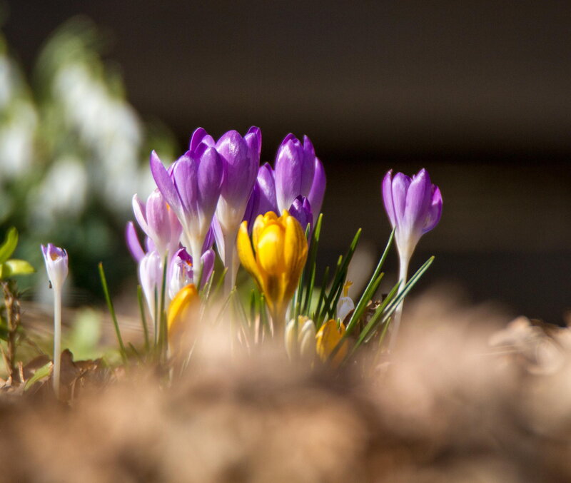 Purple and Yellow Crocuses — Serene, Spring, Photograph, Flowers, Grass, Soil