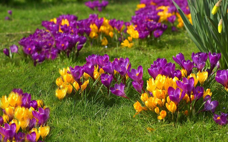 Purple and Yellow Crocuses — Serene, Spring, Photograph, Grass, Daffodils