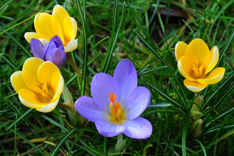 Purple and Yellow Crocuses — Serene, Spring, Photograph, Grass, Flowers, Buds