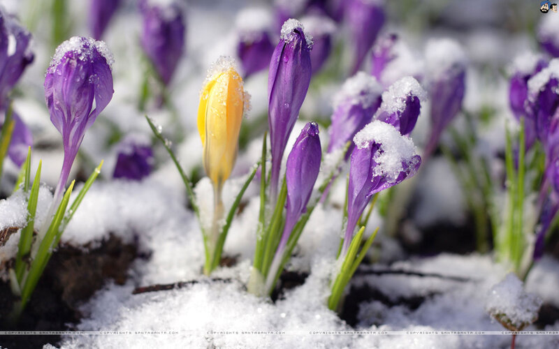 Purple and Yellow Crocuses — Serene, Spring, Photograph