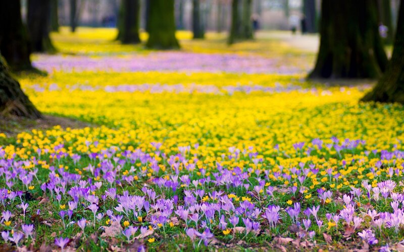 Purple and Yellow Crocuses — Serene, Spring, Photograph, Trees