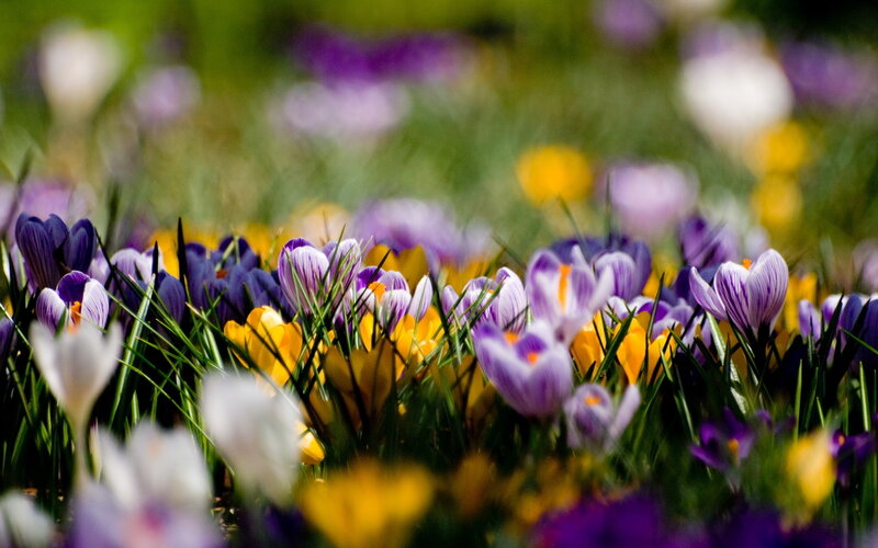 Purple and Yellow Crocuses — Serene, Spring