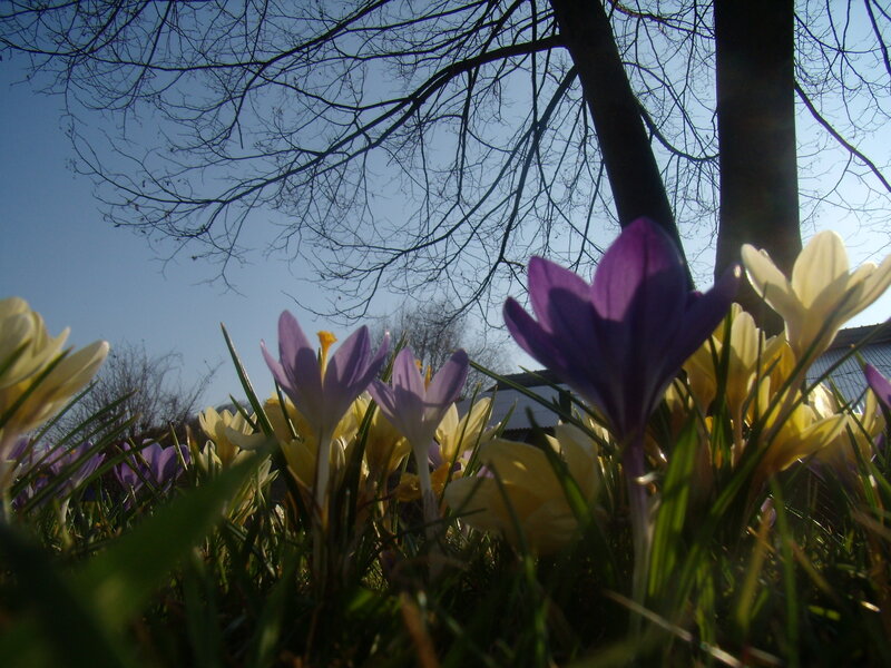 Purple and Yellow Crocuses — Serene