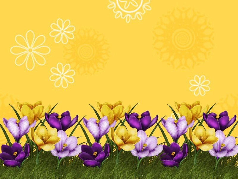 Purple and Yellow Crocuses