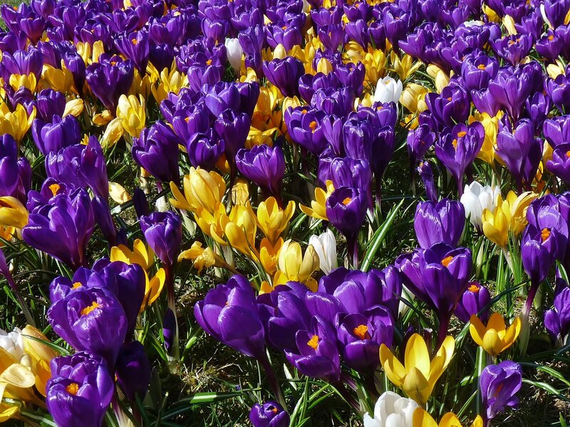 Purple and Yellow Crocuses — Vibrant, Spring, Photograph