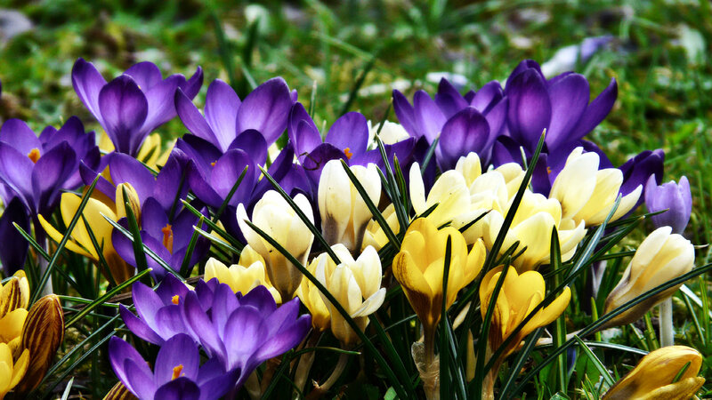 Purple and Yellow Crocuses — Vibrant, Spring