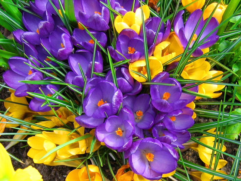 Purple and Yellow Crocuses — Vibrant