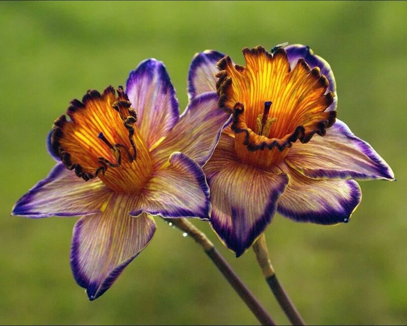 Purple and Yellow Daffodils — Serene