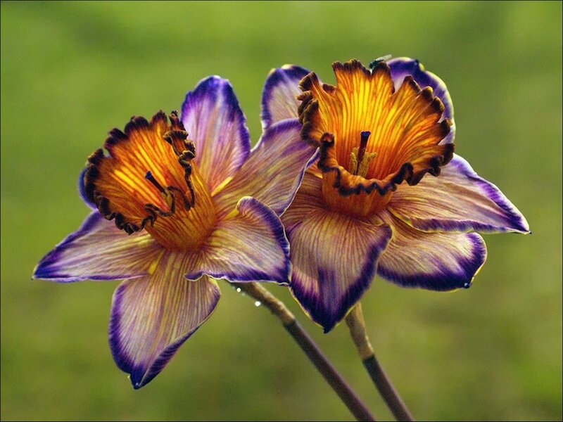 Purple and Yellow Daffodils