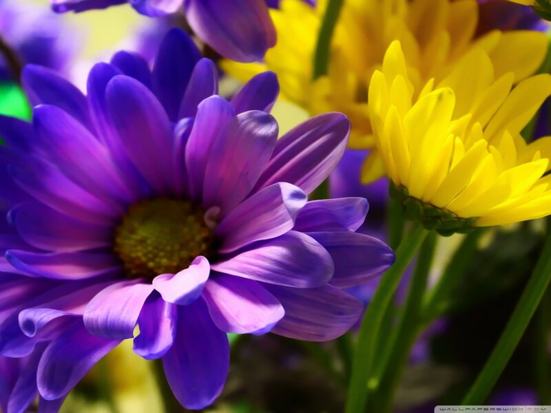 Purple and Yellow Daisies