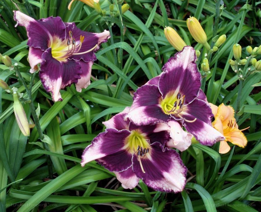 purple and yellow daylilies