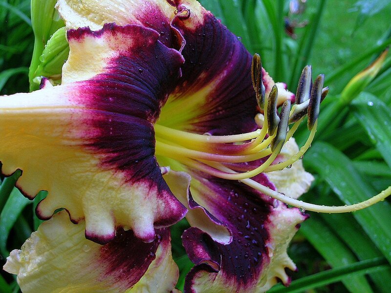 purple and yellow daylily flower