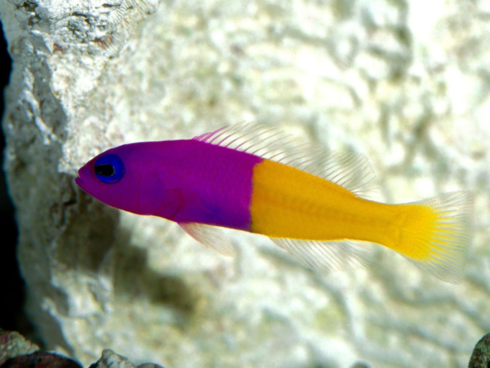 purple and yellow fish