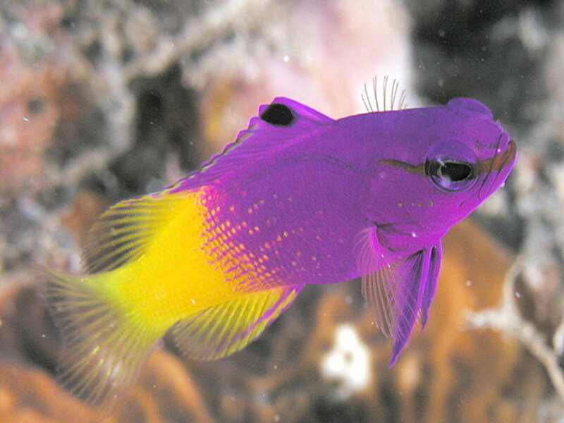 purple and yellow fish