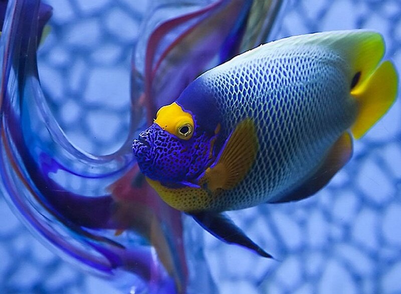 Purple and Yellow Fish — Blue