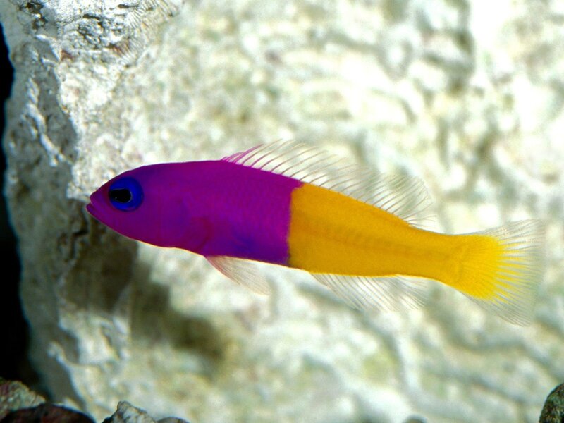Purple and Yellow Fish — Calm