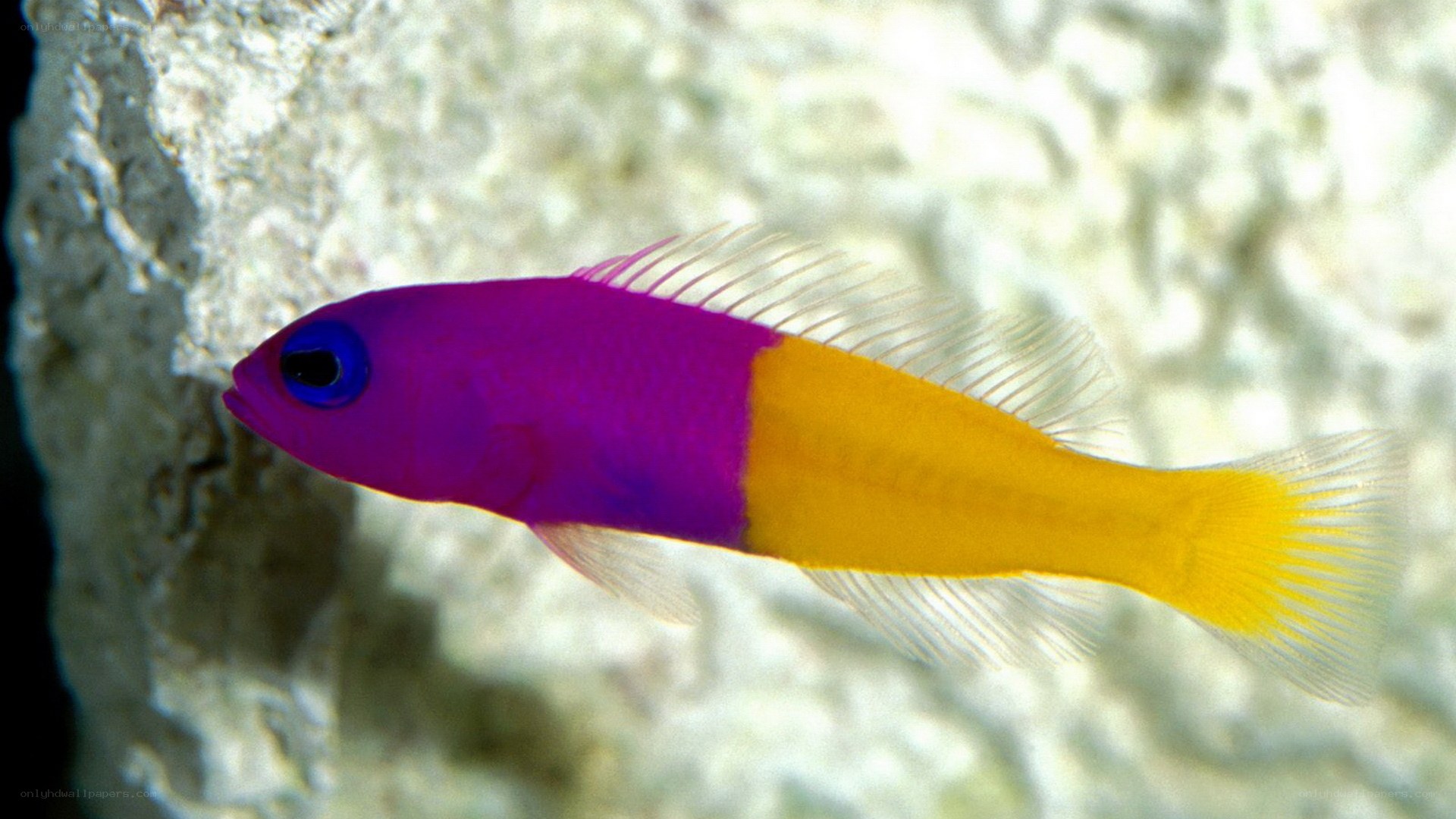 purple and yellow fish