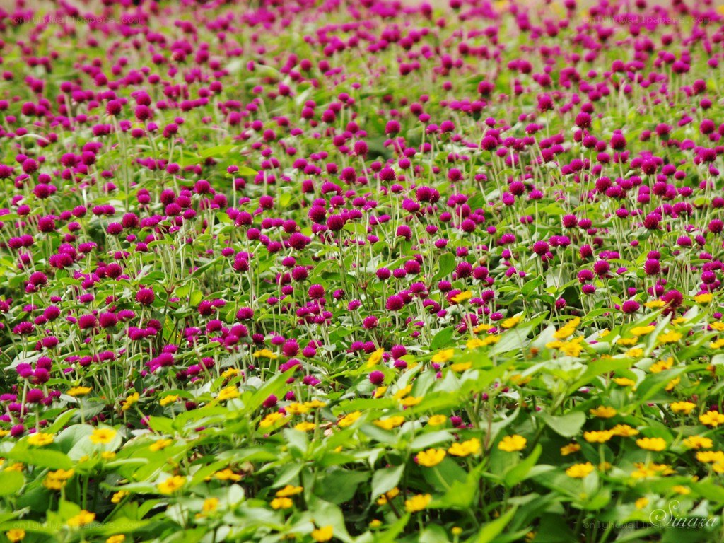 Purple and yellow flower field
