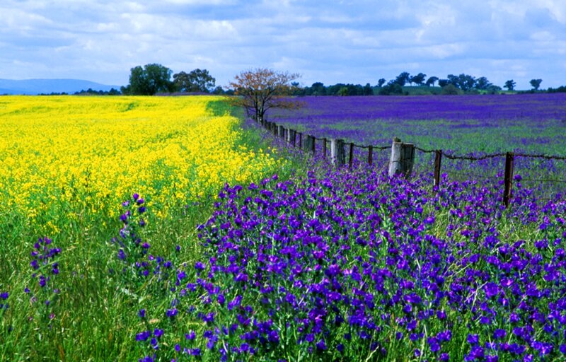Purple and Yellow Flower Fields