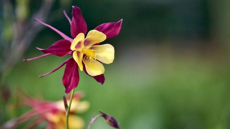 Purple and Yellow Flower — Serene