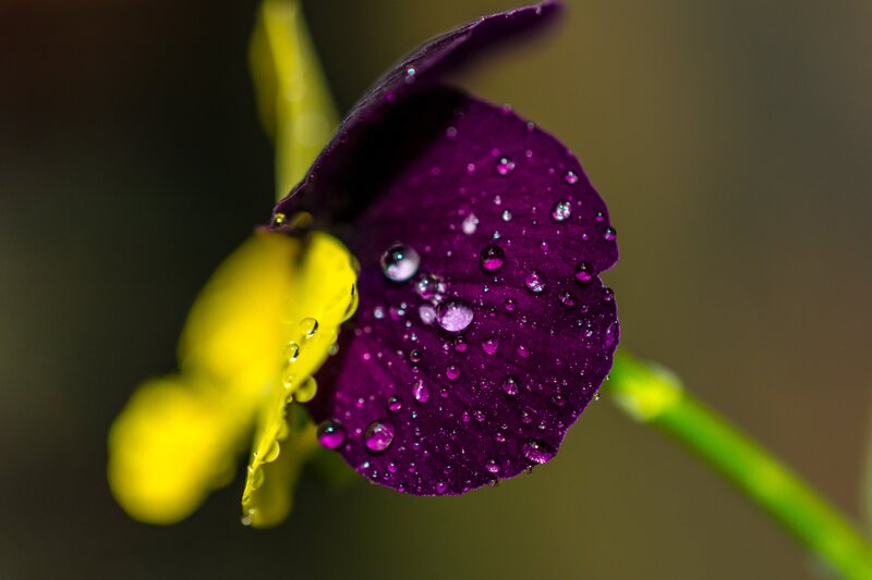 Purple and yellow flower with dew
