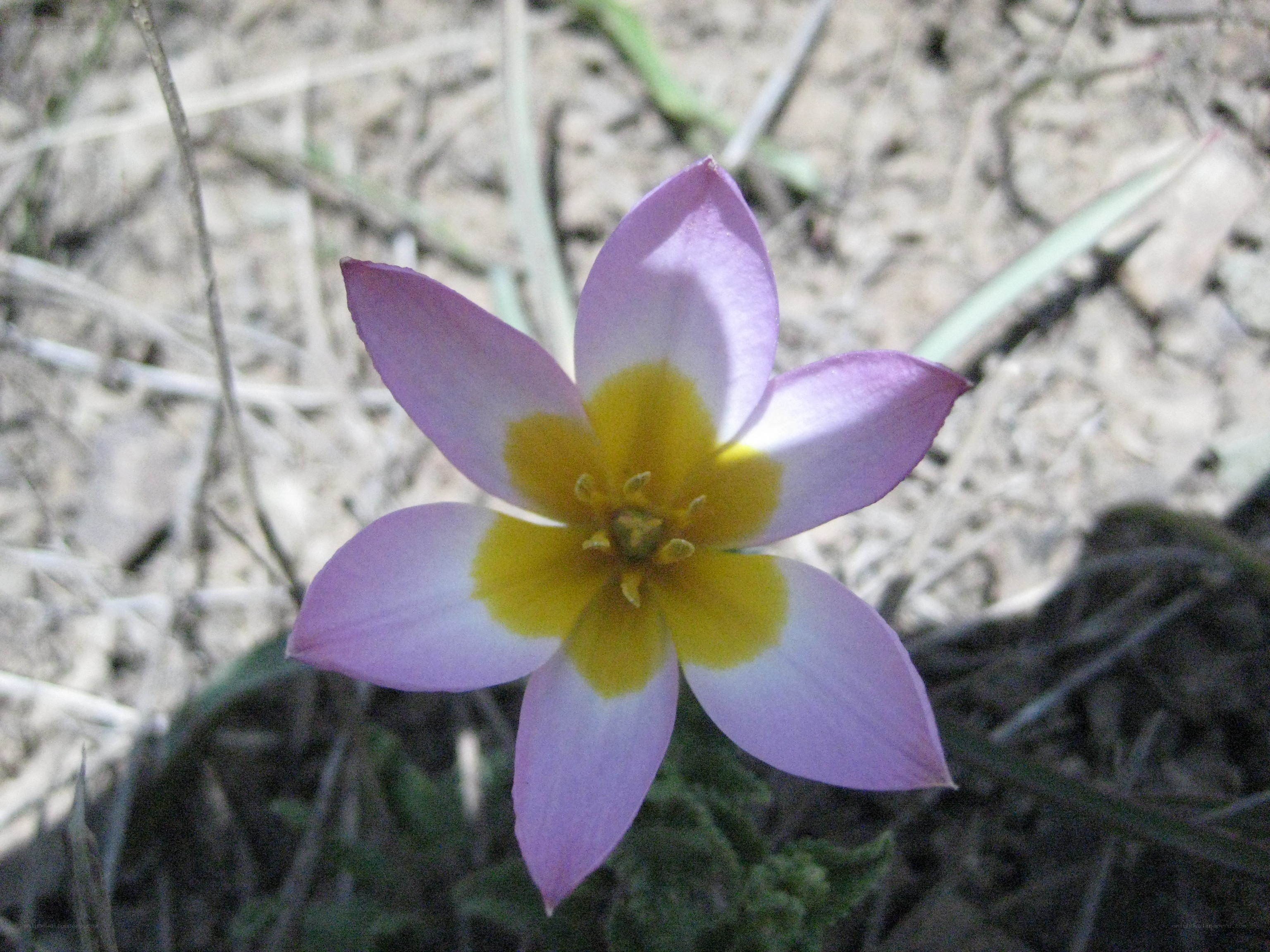 purple and yellow flower