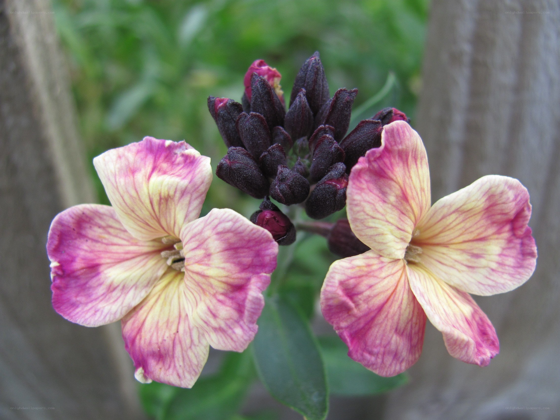 purple and yellow flowers