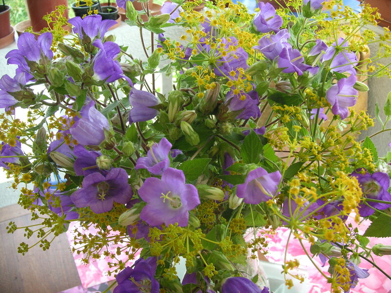 Purple and yellow flowers