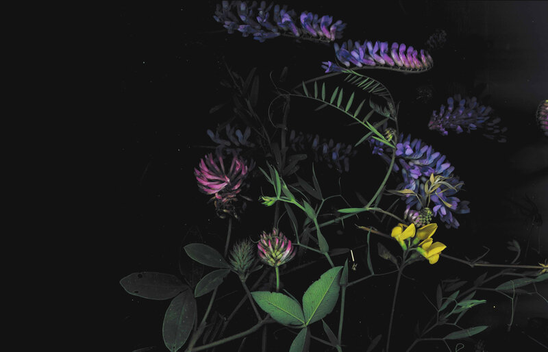 Purple and Yellow Flowers — Black