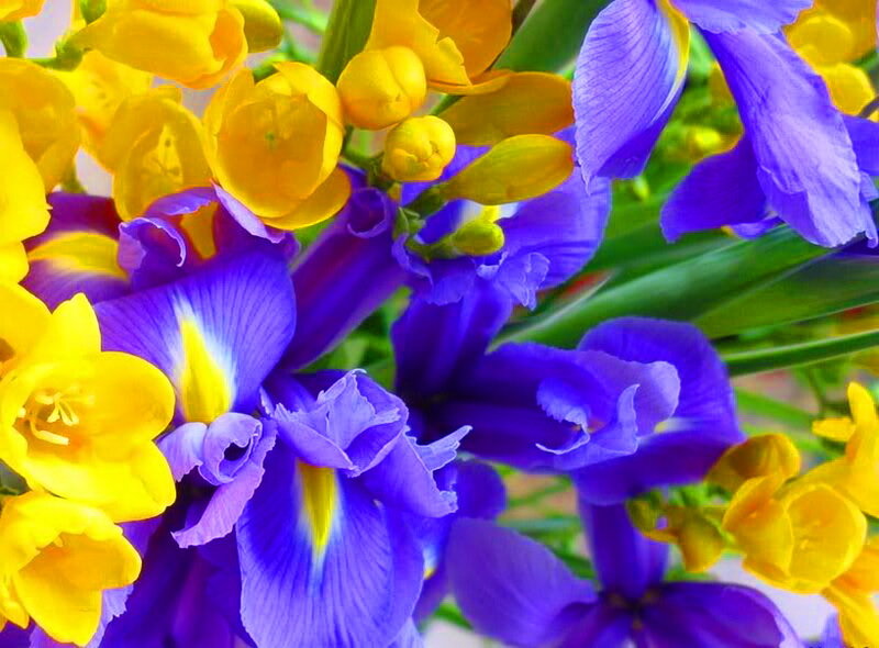 Purple and Yellow Flowers — Blue