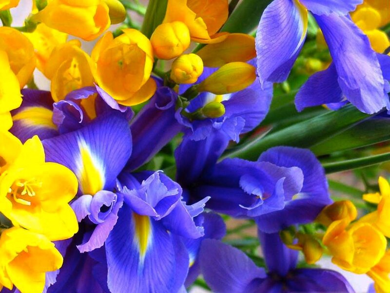 Purple and Yellow Flowers — Blue, Vibrant