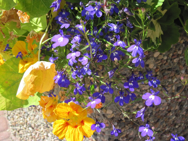 Purple and Yellow Flowers — Bright, Afternoon, Photograph