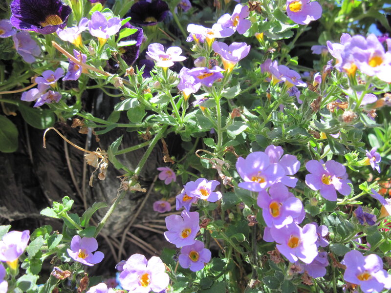 Purple and Yellow Flowers — Bright, Afternoon