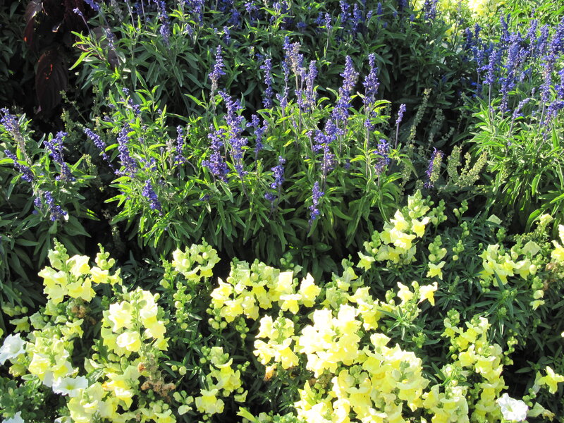 Purple and Yellow Flowers — Bright