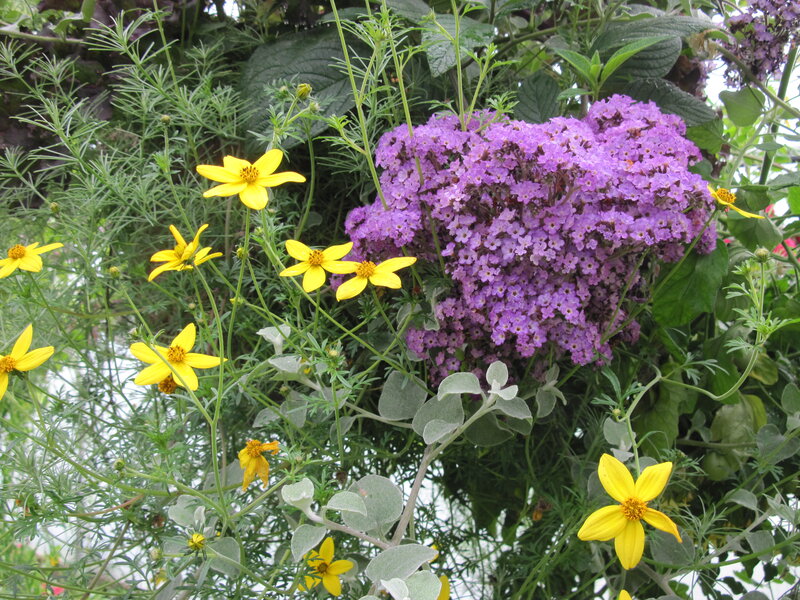 Purple and Yellow Flowers — Calm, Afternoon