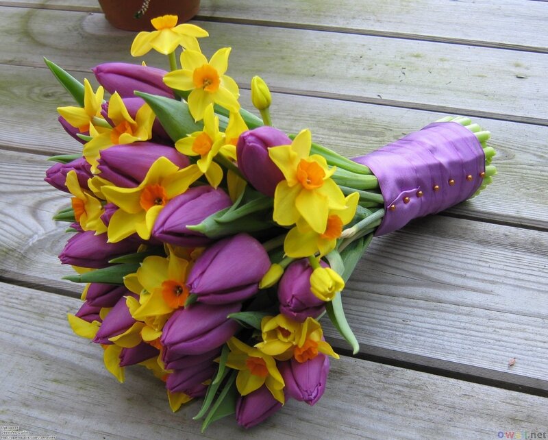 Purple and Yellow Flowers — Calm, Spring, Photograph