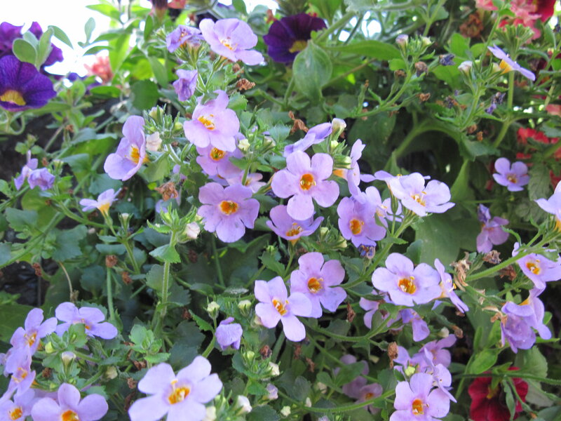 Purple and Yellow Flowers — Calm, Spring