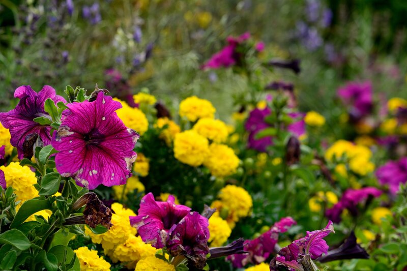 Purple and Yellow Flowers — Calm, Summer