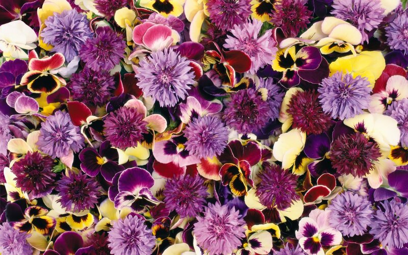 Purple and Yellow Flowers — Colorful
